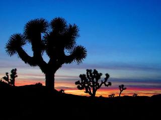 Best Western Inn at Palm Springs