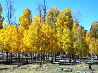 Best Western Inn Of Pinetop