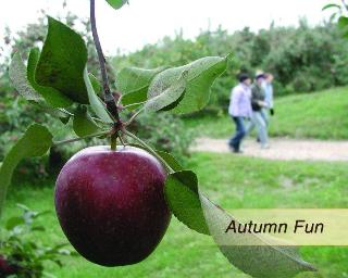 Best Western Plus White Bear Country Inn