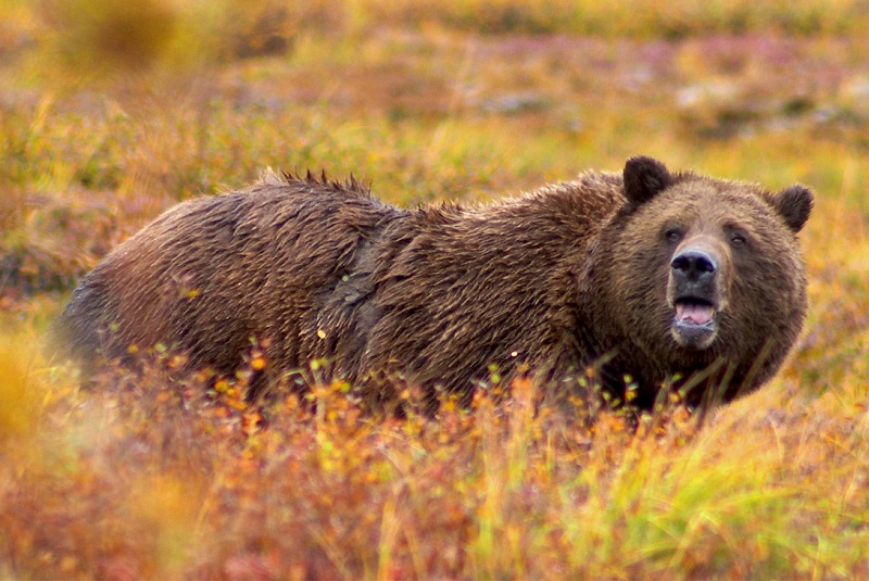 Аляска медведи гризли