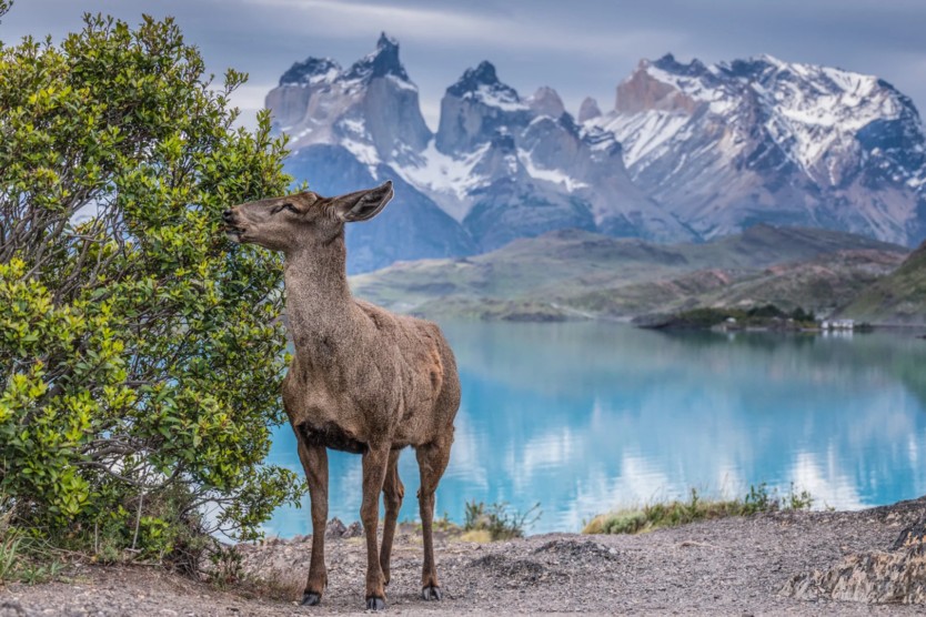 ВСЯ ПАТАГОНИЯ: АРГЕНТИНА + ЧИЛИ